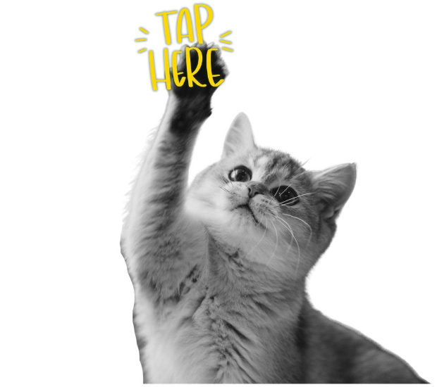 Kot z laptopem - Tworzenie stron internetowych